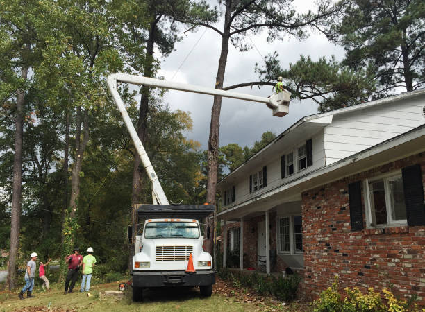  East Griffin, GA Tree Services Pros